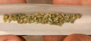 Cannabis-2