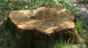 Ciot-1