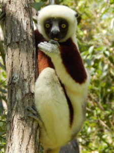 Madagascar-2