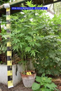 Cultura-cannabis-2
