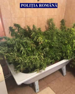 cannabis-3