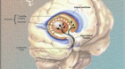 Tehnica stimulării cerebrale profunde poate îmbunătăţi tratamentul în cazul bolii Parkinson