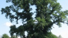 Ulmul din Căpeni, “încoronat” oficial “Arborele anului”