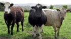 Ajutor financiar pentru crescătorii de bovine din zone defavorizate