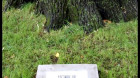 “Stejarul lui Avram Iancu”, un monument al naturii vechi de peste şase secole