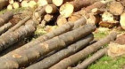Material lemnos în valoare de aproximativ 17.000 lei, confiscat de poliţişti