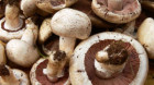 Intoxicaţiile cu ciuperci – o problemă medicală de actualitate