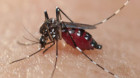 Clujean infectat cu virusul Zika, după o călătorie în Republica Dominicană