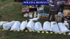 Cultură de cannabis, descoperită de poliţişti într-o localitate din judeţul Cluj
