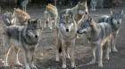 Haitele de lupi fac ravagii în județul Cluj