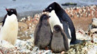 Colonie de pinguini „Adelie”, descoperită în Antarctica