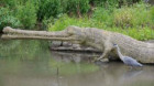 Un crocodil de 600 de kilograme, capturat în nordul Australiei
