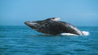 O balenă cu înotătoare, salvată după ce eşuase pe plaja unei insule mexicane