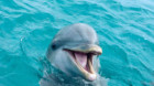 Un delfin în perioada de rut încinge spiritele într-o localitate din Franţa