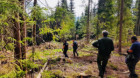 Sute de cioate nemarcate, descoperite de polițiști în urma unui control de fond în pădurea din Beliș