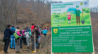 Direcția Silvică Cluj și-a încheiat programul de regenerări și împădurire