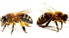 Apicultorul Aron Stoica: „De ce mor albinele”(I)