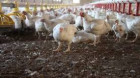 APIA a efectuat plăți pentru beneficiarii Măsurilor privind bunăstarea păsărilor şi porcilor