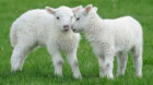 Ciobanii cer o derogare pentru sacrificarea mieilor