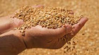 Creştere spectaculoasă a exportului de cereale