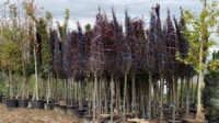 Pădurea Clujenilor – a început plantarea primilor 150 de arbori din 1500