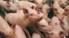 Depunerea cererilor pentru susținerea crescătorilor de porci