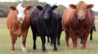 Depunerea cererilor pentru susținerea crescătorilor de bovine