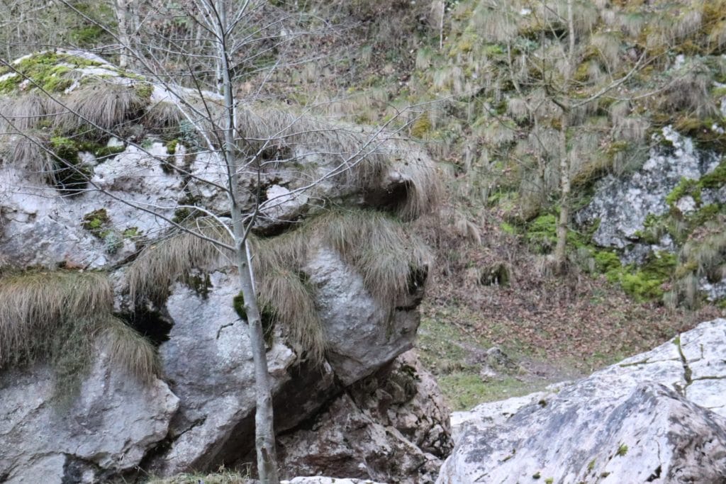papara4